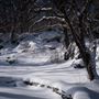 Deepwood