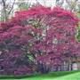Greenwich Colonial