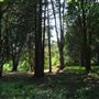 Bartlett Arboretum and Gardens