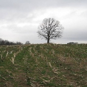 Bass Farm