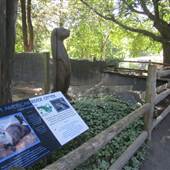 Connecticut's Beardsley Zoo - River Otters