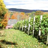 Sharpe Hill Vinyard