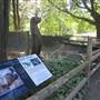 Connecticut's Beardsley Zoo - River Otters