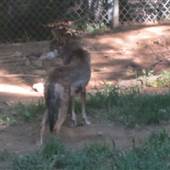 Connecticut's Beardsley Zoo - Wolves