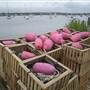 Stonington Borough Town Dock