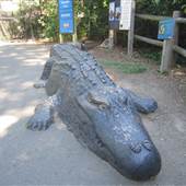 Connecticut's Beardsley Zoo -Alligator Alley