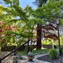 Shady Maples