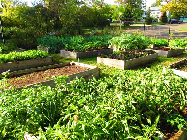 Yale West Campus- Urban Farm