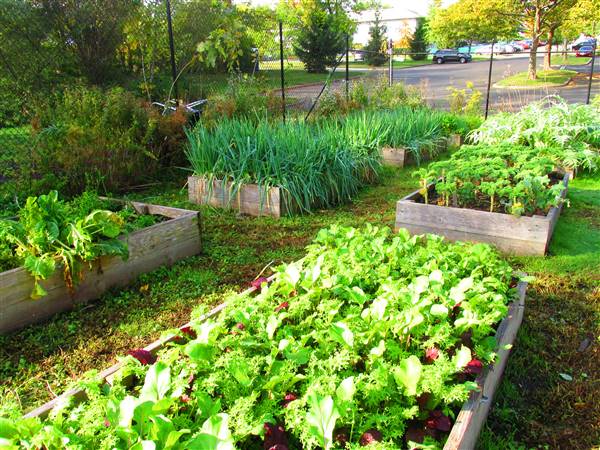 Yale West Campus- Urban Farm