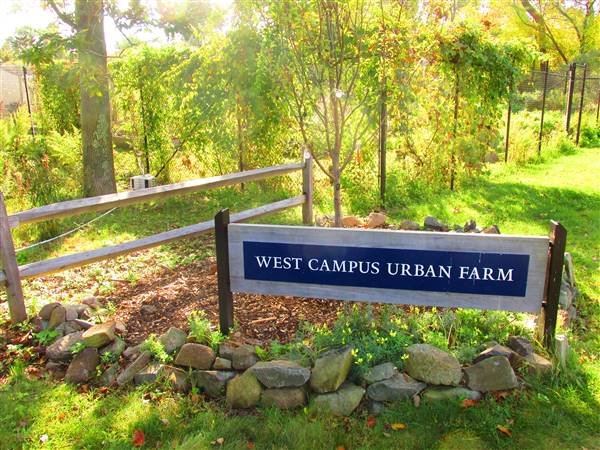 Yale West Campus- Urban Farm