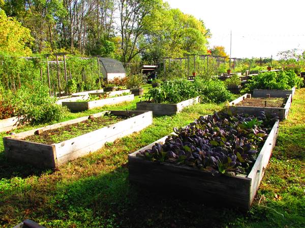 Yale West Campus- Urban Farm